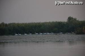 [P03] Lacul lebedelor in varianta Delta Dunarii » foto by ccondeiu
 - 
<span class="allrVoted glyphicon glyphicon-heart hidden" id="av577913"></span>
<a class="m-l-10 hidden" id="sv577913" onclick="voting_Foto_DelVot(,577913,9445)" role="button">șterge vot <span class="glyphicon glyphicon-remove"></span></a>
<a id="v9577913" class=" c-red"  onclick="voting_Foto_SetVot(577913)" role="button"><span class="glyphicon glyphicon-heart-empty"></span> <b>LIKE</b> = Votează poza</a> <img class="hidden"  id="f577913W9" src="/imagini/loader.gif" border="0" /><span class="AjErrMes hidden" id="e577913ErM"></span>