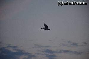 [P06] Zborul pelicanului, asemanator unui avion cargo C300 » foto by ccondeiu
 - 
<span class="allrVoted glyphicon glyphicon-heart hidden" id="av577916"></span>
<a class="m-l-10 hidden" id="sv577916" onclick="voting_Foto_DelVot(,577916,9445)" role="button">șterge vot <span class="glyphicon glyphicon-remove"></span></a>
<a id="v9577916" class=" c-red"  onclick="voting_Foto_SetVot(577916)" role="button"><span class="glyphicon glyphicon-heart-empty"></span> <b>LIKE</b> = Votează poza</a> <img class="hidden"  id="f577916W9" src="/imagini/loader.gif" border="0" /><span class="AjErrMes hidden" id="e577916ErM"></span>