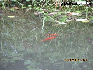 [P18] pestisori exotici linga pastravi.  » foto by adri-nico
 - 
<span class="allrVoted glyphicon glyphicon-heart hidden" id="av520460"></span>
<a class="m-l-10 hidden" id="sv520460" onclick="voting_Foto_DelVot(,520460,9447)" role="button">șterge vot <span class="glyphicon glyphicon-remove"></span></a>
<a id="v9520460" class=" c-red"  onclick="voting_Foto_SetVot(520460)" role="button"><span class="glyphicon glyphicon-heart-empty"></span> <b>LIKE</b> = Votează poza</a> <img class="hidden"  id="f520460W9" src="/imagini/loader.gif" border="0" /><span class="AjErrMes hidden" id="e520460ErM"></span>