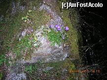 [P22] pe valea Bolovănişului - semnul care arată Paorta ascunsă spre Avalone... » foto by Qvadratvus
 - 
<span class="allrVoted glyphicon glyphicon-heart hidden" id="av255382"></span>
<a class="m-l-10 hidden" id="sv255382" onclick="voting_Foto_DelVot(,255382,9454)" role="button">șterge vot <span class="glyphicon glyphicon-remove"></span></a>
<a id="v9255382" class=" c-red"  onclick="voting_Foto_SetVot(255382)" role="button"><span class="glyphicon glyphicon-heart-empty"></span> <b>LIKE</b> = Votează poza</a> <img class="hidden"  id="f255382W9" src="/imagini/loader.gif" border="0" /><span class="AjErrMes hidden" id="e255382ErM"></span>