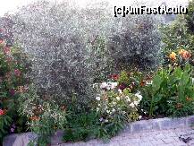 [P04] Flora locala » foto by cristisch2003
 - 
<span class="allrVoted glyphicon glyphicon-heart hidden" id="av234597"></span>
<a class="m-l-10 hidden" id="sv234597" onclick="voting_Foto_DelVot(,234597,9468)" role="button">șterge vot <span class="glyphicon glyphicon-remove"></span></a>
<a id="v9234597" class=" c-red"  onclick="voting_Foto_SetVot(234597)" role="button"><span class="glyphicon glyphicon-heart-empty"></span> <b>LIKE</b> = Votează poza</a> <img class="hidden"  id="f234597W9" src="/imagini/loader.gif" border="0" /><span class="AjErrMes hidden" id="e234597ErM"></span>