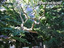 [P03] Valea Tembi - Arbori seculari langa Manastirea Sf. Paraskevi. » foto by iulianic
 - 
<span class="allrVoted glyphicon glyphicon-heart hidden" id="av250796"></span>
<a class="m-l-10 hidden" id="sv250796" onclick="voting_Foto_DelVot(,250796,9471)" role="button">șterge vot <span class="glyphicon glyphicon-remove"></span></a>
<a id="v9250796" class=" c-red"  onclick="voting_Foto_SetVot(250796)" role="button"><span class="glyphicon glyphicon-heart-empty"></span> <b>LIKE</b> = Votează poza</a> <img class="hidden"  id="f250796W9" src="/imagini/loader.gif" border="0" /><span class="AjErrMes hidden" id="e250796ErM"></span>