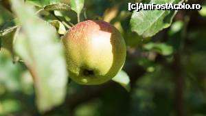 [P24] Mărul din faţa pensiunii.  » foto by Utube
 - 
<span class="allrVoted glyphicon glyphicon-heart hidden" id="av350232"></span>
<a class="m-l-10 hidden" id="sv350232" onclick="voting_Foto_DelVot(,350232,9483)" role="button">șterge vot <span class="glyphicon glyphicon-remove"></span></a>
<a id="v9350232" class=" c-red"  onclick="voting_Foto_SetVot(350232)" role="button"><span class="glyphicon glyphicon-heart-empty"></span> <b>LIKE</b> = Votează poza</a> <img class="hidden"  id="f350232W9" src="/imagini/loader.gif" border="0" /><span class="AjErrMes hidden" id="e350232ErM"></span>