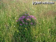 [P12]  -- <small>// FĂRĂ DESCRIERE</small> » foto by Fania
 - 
<span class="allrVoted glyphicon glyphicon-heart hidden" id="av227681"></span>
<a class="m-l-10 hidden" id="sv227681" onclick="voting_Foto_DelVot(,227681,9489)" role="button">șterge vot <span class="glyphicon glyphicon-remove"></span></a>
<a id="v9227681" class=" c-red"  onclick="voting_Foto_SetVot(227681)" role="button"><span class="glyphicon glyphicon-heart-empty"></span> <b>LIKE</b> = Votează poza</a> <img class="hidden"  id="f227681W9" src="/imagini/loader.gif" border="0" /><span class="AjErrMes hidden" id="e227681ErM"></span>