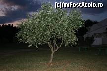 [P12] maslinul hotelului » foto by adeluna
 - 
<span class="allrVoted glyphicon glyphicon-heart hidden" id="av228012"></span>
<a class="m-l-10 hidden" id="sv228012" onclick="voting_Foto_DelVot(,228012,9494)" role="button">șterge vot <span class="glyphicon glyphicon-remove"></span></a>
<a id="v9228012" class=" c-red"  onclick="voting_Foto_SetVot(228012)" role="button"><span class="glyphicon glyphicon-heart-empty"></span> <b>LIKE</b> = Votează poza</a> <img class="hidden"  id="f228012W9" src="/imagini/loader.gif" border="0" /><span class="AjErrMes hidden" id="e228012ErM"></span>