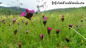 [P32]  -- <small>// FĂRĂ DESCRIERE</small> » foto by LidiaV
 - 
<span class="allrVoted glyphicon glyphicon-heart hidden" id="av556564"></span>
<a class="m-l-10 hidden" id="sv556564" onclick="voting_Foto_DelVot(,556564,9553)" role="button">șterge vot <span class="glyphicon glyphicon-remove"></span></a>
<a id="v9556564" class=" c-red"  onclick="voting_Foto_SetVot(556564)" role="button"><span class="glyphicon glyphicon-heart-empty"></span> <b>LIKE</b> = Votează poza</a> <img class="hidden"  id="f556564W9" src="/imagini/loader.gif" border="0" /><span class="AjErrMes hidden" id="e556564ErM"></span>