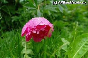 [P04]  -- <small>// FĂRĂ DESCRIERE</small> » foto by LidiaV
 - 
<span class="allrVoted glyphicon glyphicon-heart hidden" id="av556536"></span>
<a class="m-l-10 hidden" id="sv556536" onclick="voting_Foto_DelVot(,556536,9553)" role="button">șterge vot <span class="glyphicon glyphicon-remove"></span></a>
<a id="v9556536" class=" c-red"  onclick="voting_Foto_SetVot(556536)" role="button"><span class="glyphicon glyphicon-heart-empty"></span> <b>LIKE</b> = Votează poza</a> <img class="hidden"  id="f556536W9" src="/imagini/loader.gif" border="0" /><span class="AjErrMes hidden" id="e556536ErM"></span>
