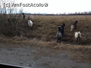 [P05] Poate asta să - i placă prințului???  » foto by Lale
 - 
<span class="allrVoted glyphicon glyphicon-heart hidden" id="av715248"></span>
<a class="m-l-10 hidden" id="sv715248" onclick="voting_Foto_DelVot(,715248,9553)" role="button">șterge vot <span class="glyphicon glyphicon-remove"></span></a>
<a id="v9715248" class=" c-red"  onclick="voting_Foto_SetVot(715248)" role="button"><span class="glyphicon glyphicon-heart-empty"></span> <b>LIKE</b> = Votează poza</a> <img class="hidden"  id="f715248W9" src="/imagini/loader.gif" border="0" /><span class="AjErrMes hidden" id="e715248ErM"></span>