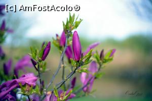 [P27]  -- <small>// FĂRĂ DESCRIERE</small> » foto by pepsi70ro
 - 
<span class="allrVoted glyphicon glyphicon-heart hidden" id="av1293132"></span>
<a class="m-l-10 hidden" id="sv1293132" onclick="voting_Foto_DelVot(,1293132,9574)" role="button">șterge vot <span class="glyphicon glyphicon-remove"></span></a>
<a id="v91293132" class=" c-red"  onclick="voting_Foto_SetVot(1293132)" role="button"><span class="glyphicon glyphicon-heart-empty"></span> <b>LIKE</b> = Votează poza</a> <img class="hidden"  id="f1293132W9" src="/imagini/loader.gif" border="0" /><span class="AjErrMes hidden" id="e1293132ErM"></span>