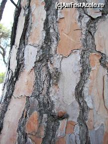 [P14] Fiinţa responsabilă cu fondul sonor din timpul concediilor noastre în Grecia.  » foto by bose
 - 
<span class="allrVoted glyphicon glyphicon-heart hidden" id="av344676"></span>
<a class="m-l-10 hidden" id="sv344676" onclick="voting_Foto_DelVot(,344676,9596)" role="button">șterge vot <span class="glyphicon glyphicon-remove"></span></a>
<a id="v9344676" class=" c-red"  onclick="voting_Foto_SetVot(344676)" role="button"><span class="glyphicon glyphicon-heart-empty"></span> <b>LIKE</b> = Votează poza</a> <img class="hidden"  id="f344676W9" src="/imagini/loader.gif" border="0" /><span class="AjErrMes hidden" id="e344676ErM"></span>