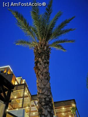 [P25] Cerul de sub palmier » foto by arub
 - 
<span class="allrVoted glyphicon glyphicon-heart hidden" id="av1232890"></span>
<a class="m-l-10 hidden" id="sv1232890" onclick="voting_Foto_DelVot(,1232890,9610)" role="button">șterge vot <span class="glyphicon glyphicon-remove"></span></a>
<a id="v91232890" class=" c-red"  onclick="voting_Foto_SetVot(1232890)" role="button"><span class="glyphicon glyphicon-heart-empty"></span> <b>LIKE</b> = Votează poza</a> <img class="hidden"  id="f1232890W9" src="/imagini/loader.gif" border="0" /><span class="AjErrMes hidden" id="e1232890ErM"></span>