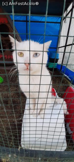 [P33] Au &icirc;n resort o zonă &icirc;nchisă ptr pisici unde am descoperit o pisicuță cu ochii de culori diferite . » foto by moraru marian
 - 
<span class="allrVoted glyphicon glyphicon-heart hidden" id="av1182520"></span>
<a class="m-l-10 hidden" id="sv1182520" onclick="voting_Foto_DelVot(,1182520,9610)" role="button">șterge vot <span class="glyphicon glyphicon-remove"></span></a>
<a id="v91182520" class=" c-red"  onclick="voting_Foto_SetVot(1182520)" role="button"><span class="glyphicon glyphicon-heart-empty"></span> <b>LIKE</b> = Votează poza</a> <img class="hidden"  id="f1182520W9" src="/imagini/loader.gif" border="0" /><span class="AjErrMes hidden" id="e1182520ErM"></span>