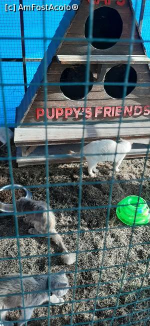 [P41] Căsuța pisicilor . » foto by moraru marian
 - 
<span class="allrVoted glyphicon glyphicon-heart hidden" id="av1182528"></span>
<a class="m-l-10 hidden" id="sv1182528" onclick="voting_Foto_DelVot(,1182528,9610)" role="button">șterge vot <span class="glyphicon glyphicon-remove"></span></a>
<a id="v91182528" class=" c-red"  onclick="voting_Foto_SetVot(1182528)" role="button"><span class="glyphicon glyphicon-heart-empty"></span> <b>LIKE</b> = Votează poza</a> <img class="hidden"  id="f1182528W9" src="/imagini/loader.gif" border="0" /><span class="AjErrMes hidden" id="e1182528ErM"></span>