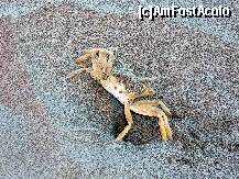 [P20] Un ' locuitor ' al plajei deranjat de prezenta noastra » foto by cristisch2003
 - 
<span class="allrVoted glyphicon glyphicon-heart hidden" id="av235776"></span>
<a class="m-l-10 hidden" id="sv235776" onclick="voting_Foto_DelVot(,235776,9615)" role="button">șterge vot <span class="glyphicon glyphicon-remove"></span></a>
<a id="v9235776" class=" c-red"  onclick="voting_Foto_SetVot(235776)" role="button"><span class="glyphicon glyphicon-heart-empty"></span> <b>LIKE</b> = Votează poza</a> <img class="hidden"  id="f235776W9" src="/imagini/loader.gif" border="0" /><span class="AjErrMes hidden" id="e235776ErM"></span>