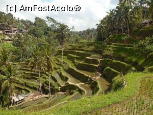 [P01] Tegalalang rice field » foto by Alexandra_26
 - 
<span class="allrVoted glyphicon glyphicon-heart hidden" id="av1008386"></span>
<a class="m-l-10 hidden" id="sv1008386" onclick="voting_Foto_DelVot(,1008386,9617)" role="button">șterge vot <span class="glyphicon glyphicon-remove"></span></a>
<a id="v91008386" class=" c-red"  onclick="voting_Foto_SetVot(1008386)" role="button"><span class="glyphicon glyphicon-heart-empty"></span> <b>LIKE</b> = Votează poza</a> <img class="hidden"  id="f1008386W9" src="/imagini/loader.gif" border="0" /><span class="AjErrMes hidden" id="e1008386ErM"></span>