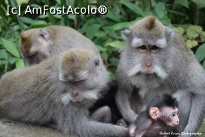 [P09] Sacred Monkey Forest Sanctuary » foto by robert
 - 
<span class="allrVoted glyphicon glyphicon-heart hidden" id="av714820"></span>
<a class="m-l-10 hidden" id="sv714820" onclick="voting_Foto_DelVot(,714820,9617)" role="button">șterge vot <span class="glyphicon glyphicon-remove"></span></a>
<a id="v9714820" class=" c-red"  onclick="voting_Foto_SetVot(714820)" role="button"><span class="glyphicon glyphicon-heart-empty"></span> <b>LIKE</b> = Votează poza</a> <img class="hidden"  id="f714820W9" src="/imagini/loader.gif" border="0" /><span class="AjErrMes hidden" id="e714820ErM"></span>
