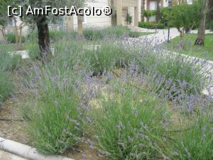 [P12] Tufele de levantica din zona village » foto by amanddor
 - 
<span class="allrVoted glyphicon glyphicon-heart hidden" id="av775650"></span>
<a class="m-l-10 hidden" id="sv775650" onclick="voting_Foto_DelVot(,775650,9619)" role="button">șterge vot <span class="glyphicon glyphicon-remove"></span></a>
<a id="v9775650" class=" c-red"  onclick="voting_Foto_SetVot(775650)" role="button"><span class="glyphicon glyphicon-heart-empty"></span> <b>LIKE</b> = Votează poza</a> <img class="hidden"  id="f775650W9" src="/imagini/loader.gif" border="0" /><span class="AjErrMes hidden" id="e775650ErM"></span>