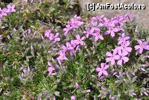 [P02] in gradina » foto by addanda
 - 
<span class="allrVoted glyphicon glyphicon-heart hidden" id="av415775"></span>
<a class="m-l-10 hidden" id="sv415775" onclick="voting_Foto_DelVot(,415775,9635)" role="button">șterge vot <span class="glyphicon glyphicon-remove"></span></a>
<a id="v9415775" class=" c-red"  onclick="voting_Foto_SetVot(415775)" role="button"><span class="glyphicon glyphicon-heart-empty"></span> <b>LIKE</b> = Votează poza</a> <img class="hidden"  id="f415775W9" src="/imagini/loader.gif" border="0" /><span class="AjErrMes hidden" id="e415775ErM"></span>