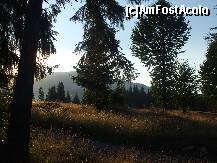 [P10] poiana cui afine, la asfintit » foto by morocanoasa*
 - 
<span class="allrVoted glyphicon glyphicon-heart hidden" id="av234288"></span>
<a class="m-l-10 hidden" id="sv234288" onclick="voting_Foto_DelVot(,234288,9635)" role="button">șterge vot <span class="glyphicon glyphicon-remove"></span></a>
<a id="v9234288" class=" c-red"  onclick="voting_Foto_SetVot(234288)" role="button"><span class="glyphicon glyphicon-heart-empty"></span> <b>LIKE</b> = Votează poza</a> <img class="hidden"  id="f234288W9" src="/imagini/loader.gif" border="0" /><span class="AjErrMes hidden" id="e234288ErM"></span>