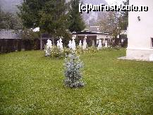 [P16] Bradutul alb ce pazeste cimitirul. » foto by anadragusin
 - 
<span class="allrVoted glyphicon glyphicon-heart hidden" id="av151836"></span>
<a class="m-l-10 hidden" id="sv151836" onclick="voting_Foto_DelVot(,151836,9640)" role="button">șterge vot <span class="glyphicon glyphicon-remove"></span></a>
<a id="v9151836" class=" c-red"  onclick="voting_Foto_SetVot(151836)" role="button"><span class="glyphicon glyphicon-heart-empty"></span> <b>LIKE</b> = Votează poza</a> <img class="hidden"  id="f151836W9" src="/imagini/loader.gif" border="0" /><span class="AjErrMes hidden" id="e151836ErM"></span>