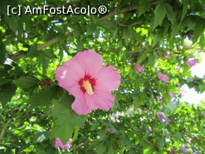 [P04] un copac cu flori frumoase » foto by zlatna
 - 
<span class="allrVoted glyphicon glyphicon-heart hidden" id="av801113"></span>
<a class="m-l-10 hidden" id="sv801113" onclick="voting_Foto_DelVot(,801113,9643)" role="button">șterge vot <span class="glyphicon glyphicon-remove"></span></a>
<a id="v9801113" class=" c-red"  onclick="voting_Foto_SetVot(801113)" role="button"><span class="glyphicon glyphicon-heart-empty"></span> <b>LIKE</b> = Votează poza</a> <img class="hidden"  id="f801113W9" src="/imagini/loader.gif" border="0" /><span class="AjErrMes hidden" id="e801113ErM"></span>