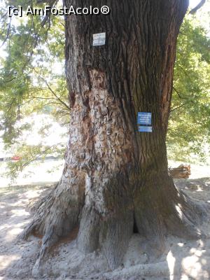 [P18] Mănăstirea Dintr-un lemn - Arbore secular pe dealul mănăstirii. » foto by iulianic
 - 
<span class="allrVoted glyphicon glyphicon-heart hidden" id="av1258284"></span>
<a class="m-l-10 hidden" id="sv1258284" onclick="voting_Foto_DelVot(,1258284,9645)" role="button">șterge vot <span class="glyphicon glyphicon-remove"></span></a>
<a id="v91258284" class=" c-red"  onclick="voting_Foto_SetVot(1258284)" role="button"><span class="glyphicon glyphicon-heart-empty"></span> <b>LIKE</b> = Votează poza</a> <img class="hidden"  id="f1258284W9" src="/imagini/loader.gif" border="0" /><span class="AjErrMes hidden" id="e1258284ErM"></span>