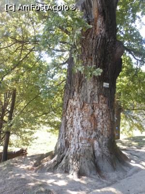 [P19] Mănăstirea Dintr-un lemn - Arbore secular pe dealul mănăstirii. » foto by iulianic
 - 
<span class="allrVoted glyphicon glyphicon-heart hidden" id="av1258285"></span>
<a class="m-l-10 hidden" id="sv1258285" onclick="voting_Foto_DelVot(,1258285,9645)" role="button">șterge vot <span class="glyphicon glyphicon-remove"></span></a>
<a id="v91258285" class=" c-red"  onclick="voting_Foto_SetVot(1258285)" role="button"><span class="glyphicon glyphicon-heart-empty"></span> <b>LIKE</b> = Votează poza</a> <img class="hidden"  id="f1258285W9" src="/imagini/loader.gif" border="0" /><span class="AjErrMes hidden" id="e1258285ErM"></span>