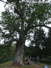 [P07] unul dintre cei cinci stejari seculari, frati ai celui din care a fost construita bisericuta » foto by recul*
 - 
<span class="allrVoted glyphicon glyphicon-heart hidden" id="av133143"></span>
<a class="m-l-10 hidden" id="sv133143" onclick="voting_Foto_DelVot(,133143,9645)" role="button">șterge vot <span class="glyphicon glyphicon-remove"></span></a>
<a id="v9133143" class=" c-red"  onclick="voting_Foto_SetVot(133143)" role="button"><span class="glyphicon glyphicon-heart-empty"></span> <b>LIKE</b> = Votează poza</a> <img class="hidden"  id="f133143W9" src="/imagini/loader.gif" border="0" /><span class="AjErrMes hidden" id="e133143ErM"></span>