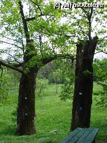 [P12] Stejarii seculari. » foto by vtudor58
 - 
<span class="allrVoted glyphicon glyphicon-heart hidden" id="av78418"></span>
<a class="m-l-10 hidden" id="sv78418" onclick="voting_Foto_DelVot(,78418,9645)" role="button">șterge vot <span class="glyphicon glyphicon-remove"></span></a>
<a id="v978418" class=" c-red"  onclick="voting_Foto_SetVot(78418)" role="button"><span class="glyphicon glyphicon-heart-empty"></span> <b>LIKE</b> = Votează poza</a> <img class="hidden"  id="f78418W9" src="/imagini/loader.gif" border="0" /><span class="AjErrMes hidden" id="e78418ErM"></span>