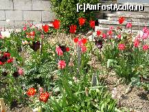 [P04] Florile viu-colorate din fața chiliilor sunt o încântare pentru ochii turiștilor! » foto by Floryn81
 - 
<span class="allrVoted glyphicon glyphicon-heart hidden" id="av311579"></span>
<a class="m-l-10 hidden" id="sv311579" onclick="voting_Foto_DelVot(,311579,9673)" role="button">șterge vot <span class="glyphicon glyphicon-remove"></span></a>
<a id="v9311579" class=" c-red"  onclick="voting_Foto_SetVot(311579)" role="button"><span class="glyphicon glyphicon-heart-empty"></span> <b>LIKE</b> = Votează poza</a> <img class="hidden"  id="f311579W9" src="/imagini/loader.gif" border="0" /><span class="AjErrMes hidden" id="e311579ErM"></span>