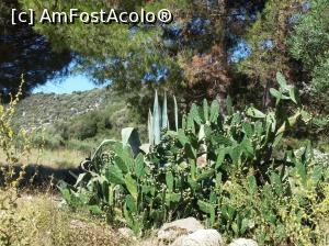 [P19] Vegetatie Porto Koufo » foto by Lale
 - 
<span class="allrVoted glyphicon glyphicon-heart hidden" id="av769416"></span>
<a class="m-l-10 hidden" id="sv769416" onclick="voting_Foto_DelVot(,769416,9758)" role="button">șterge vot <span class="glyphicon glyphicon-remove"></span></a>
<a id="v9769416" class=" c-red"  onclick="voting_Foto_SetVot(769416)" role="button"><span class="glyphicon glyphicon-heart-empty"></span> <b>LIKE</b> = Votează poza</a> <img class="hidden"  id="f769416W9" src="/imagini/loader.gif" border="0" /><span class="AjErrMes hidden" id="e769416ErM"></span>