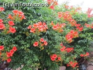 [P38] Flori pentru prietenii mei de pe AFA » foto by bica adriana
 - 
<span class="allrVoted glyphicon glyphicon-heart hidden" id="av865747"></span>
<a class="m-l-10 hidden" id="sv865747" onclick="voting_Foto_DelVot(,865747,9765)" role="button">șterge vot <span class="glyphicon glyphicon-remove"></span></a>
<a id="v9865747" class=" c-red"  onclick="voting_Foto_SetVot(865747)" role="button"><span class="glyphicon glyphicon-heart-empty"></span> <b>LIKE</b> = Votează poza</a> <img class="hidden"  id="f865747W9" src="/imagini/loader.gif" border="0" /><span class="AjErrMes hidden" id="e865747ErM"></span>