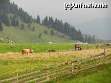 [P03] Imagini din Fundata » foto by Romeo2011
 - 
<span class="allrVoted glyphicon glyphicon-heart hidden" id="av255860"></span>
<a class="m-l-10 hidden" id="sv255860" onclick="voting_Foto_DelVot(,255860,9768)" role="button">șterge vot <span class="glyphicon glyphicon-remove"></span></a>
<a id="v9255860" class=" c-red"  onclick="voting_Foto_SetVot(255860)" role="button"><span class="glyphicon glyphicon-heart-empty"></span> <b>LIKE</b> = Votează poza</a> <img class="hidden"  id="f255860W9" src="/imagini/loader.gif" border="0" /><span class="AjErrMes hidden" id="e255860ErM"></span>