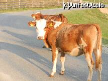 [P08] Imagine la lasarea serii » foto by Romeo2011
 - 
<span class="allrVoted glyphicon glyphicon-heart hidden" id="av255869"></span>
<a class="m-l-10 hidden" id="sv255869" onclick="voting_Foto_DelVot(,255869,9768)" role="button">șterge vot <span class="glyphicon glyphicon-remove"></span></a>
<a id="v9255869" class=" c-red"  onclick="voting_Foto_SetVot(255869)" role="button"><span class="glyphicon glyphicon-heart-empty"></span> <b>LIKE</b> = Votează poza</a> <img class="hidden"  id="f255869W9" src="/imagini/loader.gif" border="0" /><span class="AjErrMes hidden" id="e255869ErM"></span>