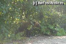 [P16] Si Dl urs nelipsit de la intalnirea de pe drumul catre cota 1400. Bine ca nu ne-am intalnit cu el cand mergeam spre Stana Regala...Asa din masina am fost mult mai curajosi...:) » foto by vali_tulcea
 - 
<span class="allrVoted glyphicon glyphicon-heart hidden" id="av239863"></span>
<a class="m-l-10 hidden" id="sv239863" onclick="voting_Foto_DelVot(,239863,9773)" role="button">șterge vot <span class="glyphicon glyphicon-remove"></span></a>
<a id="v9239863" class=" c-red"  onclick="voting_Foto_SetVot(239863)" role="button"><span class="glyphicon glyphicon-heart-empty"></span> <b>LIKE</b> = Votează poza</a> <img class="hidden"  id="f239863W9" src="/imagini/loader.gif" border="0" /><span class="AjErrMes hidden" id="e239863ErM"></span>