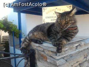 [P19] Pisica Batsi » foto by pacala_pm
 - 
<span class="allrVoted glyphicon glyphicon-heart hidden" id="av900920"></span>
<a class="m-l-10 hidden" id="sv900920" onclick="voting_Foto_DelVot(,900920,9792)" role="button">șterge vot <span class="glyphicon glyphicon-remove"></span></a>
<a id="v9900920" class=" c-red"  onclick="voting_Foto_SetVot(900920)" role="button"><span class="glyphicon glyphicon-heart-empty"></span> <b>LIKE</b> = Votează poza</a> <img class="hidden"  id="f900920W9" src="/imagini/loader.gif" border="0" /><span class="AjErrMes hidden" id="e900920ErM"></span>