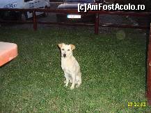 [P03] un catelus mai flamand care ne dadea tarcoale » foto by cathzel
 - 
<span class="allrVoted glyphicon glyphicon-heart hidden" id="av240975"></span>
<a class="m-l-10 hidden" id="sv240975" onclick="voting_Foto_DelVot(,240975,9807)" role="button">șterge vot <span class="glyphicon glyphicon-remove"></span></a>
<a id="v9240975" class=" c-red"  onclick="voting_Foto_SetVot(240975)" role="button"><span class="glyphicon glyphicon-heart-empty"></span> <b>LIKE</b> = Votează poza</a> <img class="hidden"  id="f240975W9" src="/imagini/loader.gif" border="0" /><span class="AjErrMes hidden" id="e240975ErM"></span>