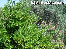 [P11] dafinul de la balcon » foto by Raz
 - 
<span class="allrVoted glyphicon glyphicon-heart hidden" id="av241857"></span>
<a class="m-l-10 hidden" id="sv241857" onclick="voting_Foto_DelVot(,241857,9828)" role="button">șterge vot <span class="glyphicon glyphicon-remove"></span></a>
<a id="v9241857" class=" c-red"  onclick="voting_Foto_SetVot(241857)" role="button"><span class="glyphicon glyphicon-heart-empty"></span> <b>LIKE</b> = Votează poza</a> <img class="hidden"  id="f241857W9" src="/imagini/loader.gif" border="0" /><span class="AjErrMes hidden" id="e241857ErM"></span>