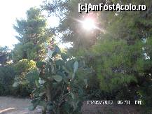 [P10] cactusul de pe aleea principala » foto by amero
 - 
<span class="allrVoted glyphicon glyphicon-heart hidden" id="av471694"></span>
<a class="m-l-10 hidden" id="sv471694" onclick="voting_Foto_DelVot(,471694,9828)" role="button">șterge vot <span class="glyphicon glyphicon-remove"></span></a>
<a id="v9471694" class=" c-red"  onclick="voting_Foto_SetVot(471694)" role="button"><span class="glyphicon glyphicon-heart-empty"></span> <b>LIKE</b> = Votează poza</a> <img class="hidden"  id="f471694W9" src="/imagini/loader.gif" border="0" /><span class="AjErrMes hidden" id="e471694ErM"></span>