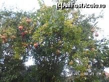 [P12] arborele cu rodii din fata camerei » foto by amero
 - 
<span class="allrVoted glyphicon glyphicon-heart hidden" id="av471696"></span>
<a class="m-l-10 hidden" id="sv471696" onclick="voting_Foto_DelVot(,471696,9828)" role="button">șterge vot <span class="glyphicon glyphicon-remove"></span></a>
<a id="v9471696" class=" c-red"  onclick="voting_Foto_SetVot(471696)" role="button"><span class="glyphicon glyphicon-heart-empty"></span> <b>LIKE</b> = Votează poza</a> <img class="hidden"  id="f471696W9" src="/imagini/loader.gif" border="0" /><span class="AjErrMes hidden" id="e471696ErM"></span>