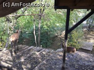 [P15] zoo la vila bran » foto by julyalina
 - 
<span class="allrVoted glyphicon glyphicon-heart hidden" id="av813173"></span>
<a class="m-l-10 hidden" id="sv813173" onclick="voting_Foto_DelVot(,813173,9838)" role="button">șterge vot <span class="glyphicon glyphicon-remove"></span></a>
<a id="v9813173" class=" c-red"  onclick="voting_Foto_SetVot(813173)" role="button"><span class="glyphicon glyphicon-heart-empty"></span> <b>LIKE</b> = Votează poza</a> <img class="hidden"  id="f813173W9" src="/imagini/loader.gif" border="0" /><span class="AjErrMes hidden" id="e813173ErM"></span>