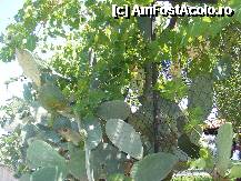 [P38] nu ma atinge ca intep, spuse strugurele dupa cactus » foto by onlyoctavian
 - 
<span class="allrVoted glyphicon glyphicon-heart hidden" id="av244900"></span>
<a class="m-l-10 hidden" id="sv244900" onclick="voting_Foto_DelVot(,244900,9925)" role="button">șterge vot <span class="glyphicon glyphicon-remove"></span></a>
<a id="v9244900" class=" c-red"  onclick="voting_Foto_SetVot(244900)" role="button"><span class="glyphicon glyphicon-heart-empty"></span> <b>LIKE</b> = Votează poza</a> <img class="hidden"  id="f244900W9" src="/imagini/loader.gif" border="0" /><span class="AjErrMes hidden" id="e244900ErM"></span>
