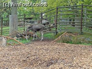 [P11] Stockholm, Skansen, Zona animalelor nordice – pădurea sălbatică, Elanul la masă » foto by mprofeanu
 - 
<span class="allrVoted glyphicon glyphicon-heart hidden" id="av1516484"></span>
<a class="m-l-10 hidden" id="sv1516484" onclick="voting_Foto_DelVot(,1516484,9962)" role="button">șterge vot <span class="glyphicon glyphicon-remove"></span></a>
<a id="v91516484" class=" c-red"  onclick="voting_Foto_SetVot(1516484)" role="button"><span class="glyphicon glyphicon-heart-empty"></span> <b>LIKE</b> = Votează poza</a> <img class="hidden"  id="f1516484W9" src="/imagini/loader.gif" border="0" /><span class="AjErrMes hidden" id="e1516484ErM"></span>