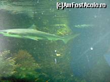 [P08] Aquaria water museum » foto by hefaistos
 - 
<span class="allrVoted glyphicon glyphicon-heart hidden" id="av157479"></span>
<a class="m-l-10 hidden" id="sv157479" onclick="voting_Foto_DelVot(,157479,9962)" role="button">șterge vot <span class="glyphicon glyphicon-remove"></span></a>
<a id="v9157479" class=" c-red"  onclick="voting_Foto_SetVot(157479)" role="button"><span class="glyphicon glyphicon-heart-empty"></span> <b>LIKE</b> = Votează poza</a> <img class="hidden"  id="f157479W9" src="/imagini/loader.gif" border="0" /><span class="AjErrMes hidden" id="e157479ErM"></span>