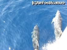 [P12] In timpul croazierei am fost insotiti de un grup de delfini, ceea ce am inteles ca este totusi un lucru rar. » foto by rora
 - 
<span class="allrVoted glyphicon glyphicon-heart hidden" id="av173143"></span>
<a class="m-l-10 hidden" id="sv173143" onclick="voting_Foto_DelVot(,173143,10079)" role="button">șterge vot <span class="glyphicon glyphicon-remove"></span></a>
<a id="v9173143" class=" c-red"  onclick="voting_Foto_SetVot(173143)" role="button"><span class="glyphicon glyphicon-heart-empty"></span> <b>LIKE</b> = Votează poza</a> <img class="hidden"  id="f173143W9" src="/imagini/loader.gif" border="0" /><span class="AjErrMes hidden" id="e173143ErM"></span>