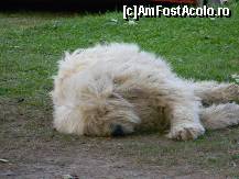 [P13] Prietenul blanos al oaspetilor hotelului. Siesta time » foto by MCM
 - 
<span class="allrVoted glyphicon glyphicon-heart hidden" id="av307515"></span>
<a class="m-l-10 hidden" id="sv307515" onclick="voting_Foto_DelVot(,307515,10080)" role="button">șterge vot <span class="glyphicon glyphicon-remove"></span></a>
<a id="v9307515" class=" c-red"  onclick="voting_Foto_SetVot(307515)" role="button"><span class="glyphicon glyphicon-heart-empty"></span> <b>LIKE</b> = Votează poza</a> <img class="hidden"  id="f307515W9" src="/imagini/loader.gif" border="0" /><span class="AjErrMes hidden" id="e307515ErM"></span>
