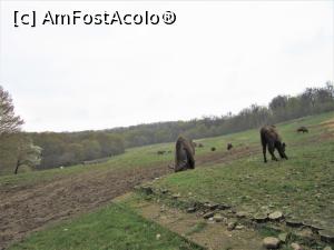 [P10] Plimbarea prin rezervaţie după ˝micul dejun˝ » foto by Michi
 - 
<span class="allrVoted glyphicon glyphicon-heart hidden" id="av1366547"></span>
<a class="m-l-10 hidden" id="sv1366547" onclick="voting_Foto_DelVot(,1366547,10135)" role="button">șterge vot <span class="glyphicon glyphicon-remove"></span></a>
<a id="v91366547" class=" c-red"  onclick="voting_Foto_SetVot(1366547)" role="button"><span class="glyphicon glyphicon-heart-empty"></span> <b>LIKE</b> = Votează poza</a> <img class="hidden"  id="f1366547W9" src="/imagini/loader.gif" border="0" /><span class="AjErrMes hidden" id="e1366547ErM"></span>