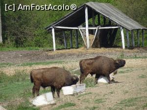 [P06] Cei doi zimbri observați inițial.  » foto by tata123 🔱
 - 
<span class="allrVoted glyphicon glyphicon-heart hidden" id="av958838"></span>
<a class="m-l-10 hidden" id="sv958838" onclick="voting_Foto_DelVot(,958838,10135)" role="button">șterge vot <span class="glyphicon glyphicon-remove"></span></a>
<a id="v9958838" class=" c-red"  onclick="voting_Foto_SetVot(958838)" role="button"><span class="glyphicon glyphicon-heart-empty"></span> <b>LIKE</b> = Votează poza</a> <img class="hidden"  id="f958838W9" src="/imagini/loader.gif" border="0" /><span class="AjErrMes hidden" id="e958838ErM"></span>