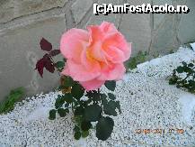 [P04] Gingas impodobit de sarbatoare » foto by tamar*
 - 
<span class="allrVoted glyphicon glyphicon-heart hidden" id="av254286"></span>
<a class="m-l-10 hidden" id="sv254286" onclick="voting_Foto_DelVot(,254286,10167)" role="button">șterge vot <span class="glyphicon glyphicon-remove"></span></a>
<a id="v9254286" class=" c-red"  onclick="voting_Foto_SetVot(254286)" role="button"><span class="glyphicon glyphicon-heart-empty"></span> <b>LIKE</b> = Votează poza</a> <img class="hidden"  id="f254286W9" src="/imagini/loader.gif" border="0" /><span class="AjErrMes hidden" id="e254286ErM"></span>