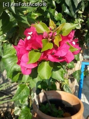 [P39] Bougainvillea sau floarea de hartie » foto by Paloma
 - 
<span class="allrVoted glyphicon glyphicon-heart hidden" id="av1274287"></span>
<a class="m-l-10 hidden" id="sv1274287" onclick="voting_Foto_DelVot(,1274287,10169)" role="button">șterge vot <span class="glyphicon glyphicon-remove"></span></a>
<a id="v91274287" class=" c-red"  onclick="voting_Foto_SetVot(1274287)" role="button"><span class="glyphicon glyphicon-heart-empty"></span> <b>LIKE</b> = Votează poza</a> <img class="hidden"  id="f1274287W9" src="/imagini/loader.gif" border="0" /><span class="AjErrMes hidden" id="e1274287ErM"></span>
